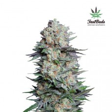 Mexican Airlines Auto - FastBuds